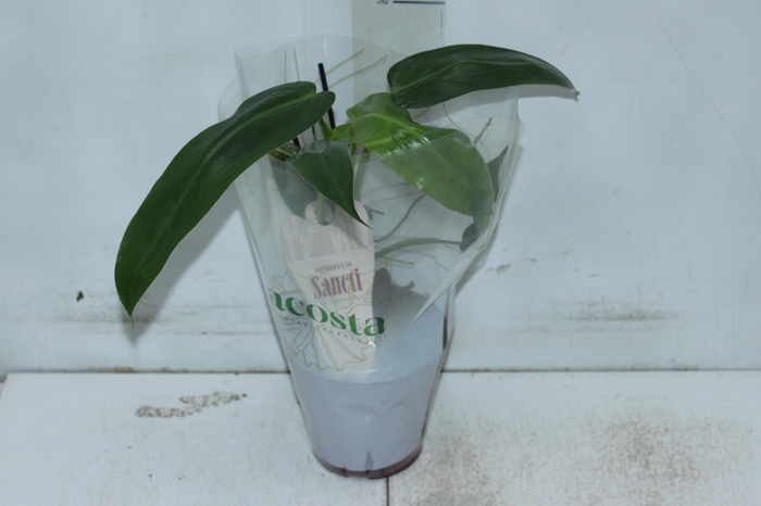 <h4>PHILODENDRON SPIRITUS SANCTI P12</h4>