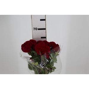 CELOSIA CARMINE CHIEF 070 CM VINHO