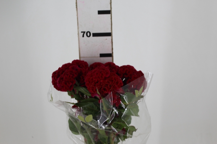 CELOSIA CARMINE CHIEF 070 CM VINHO