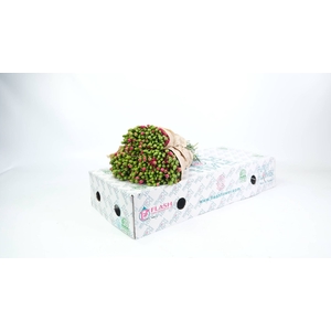 Dianthus Tr Picasso