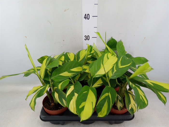 <h4>Ctenanthe pilosa 'Mosaic'</h4>