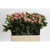 Paeonia Monsieur Jules Elie