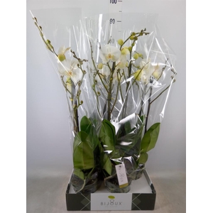 Phalaenopsis   ...white