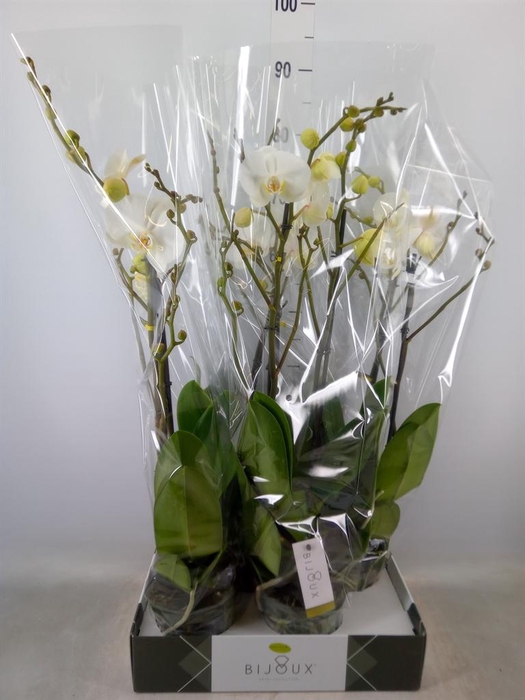 <h4>Phalaenopsis ...white</h4>