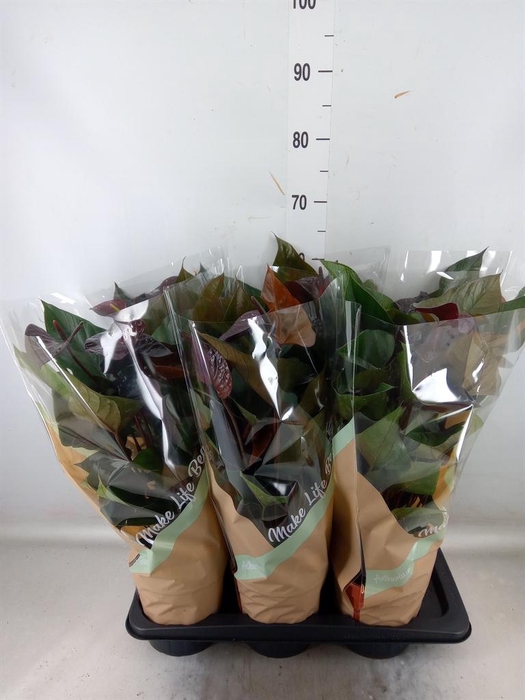 <h4>Anthurium andr. 'Beauty Black'</h4>