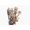 Rice Flower White Preserved
