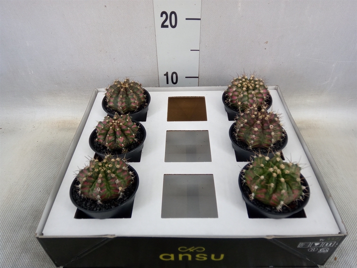 <h4>Gymnocalycium mihanov. 'Japan'  mix</h4>