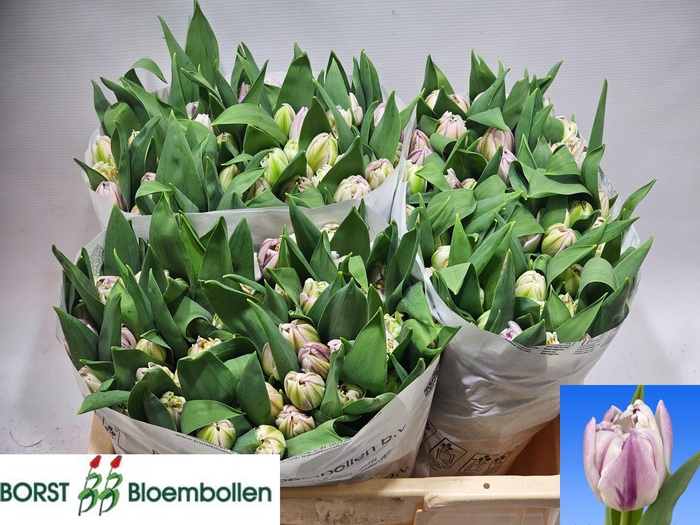 <h4>TU DU MYSTIC FLAME</h4>