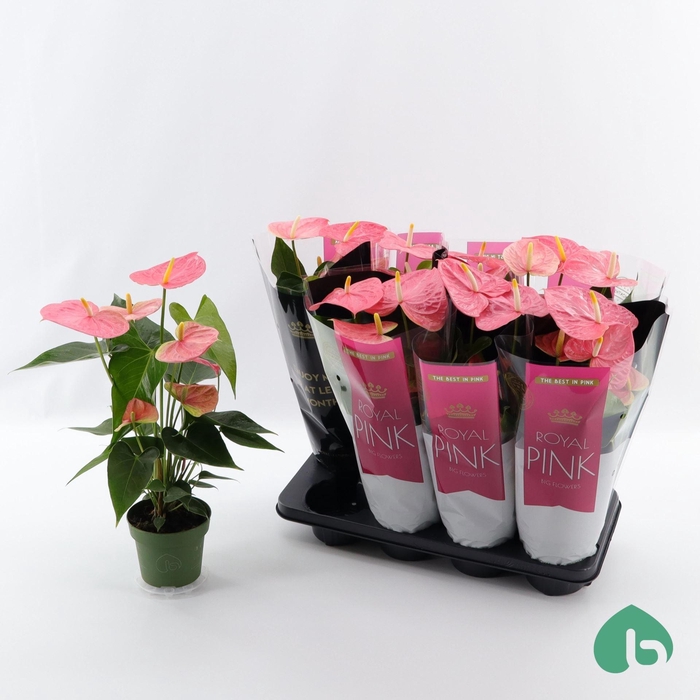 <h4>Anthurium Andr. Colorado</h4>