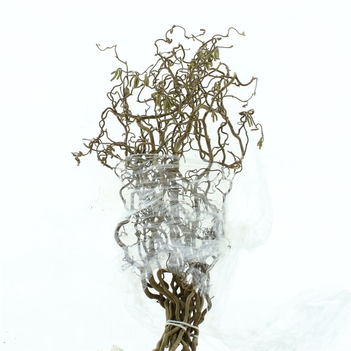 <h4>Coryl Av Contorta</h4>