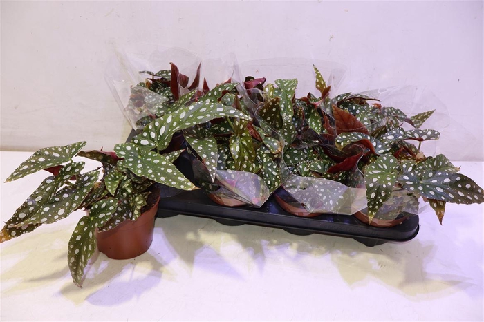 <h4>Beg Ma Wightii</h4>