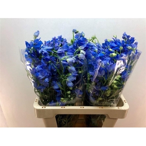 DELPH EN ENERGY BLUE