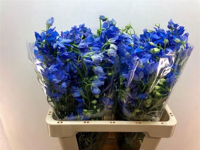 <h4>DELPH EN ENERGY BLUE</h4>