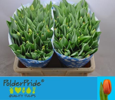 <h4>TU EN TRIPLE A</h4>