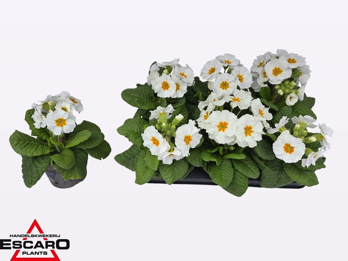 <h4>PRIM EL SIBEL WEISS</h4>