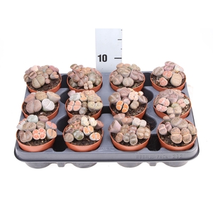 Lithops spp.