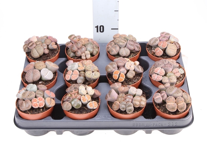 <h4>Lithops spp.</h4>