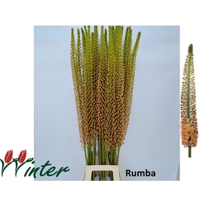 Eremurus Rumba J Winter