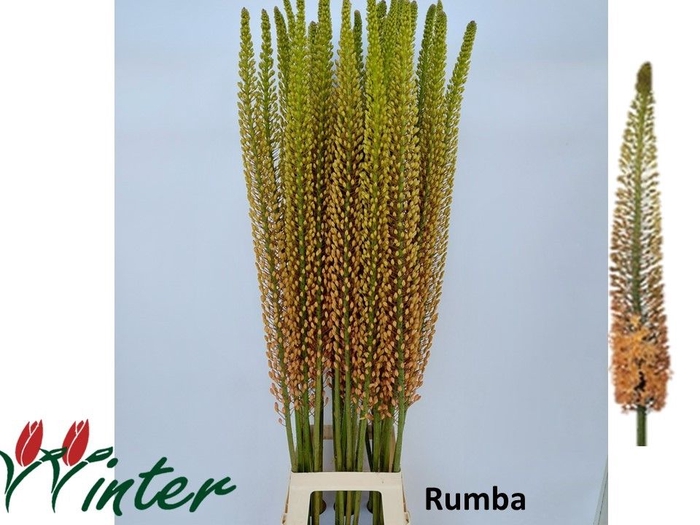 <h4>EREMURUS RUMBA</h4>