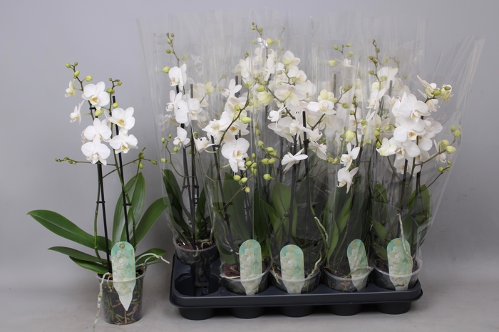 <h4>PHAL MF AN VENICE</h4>