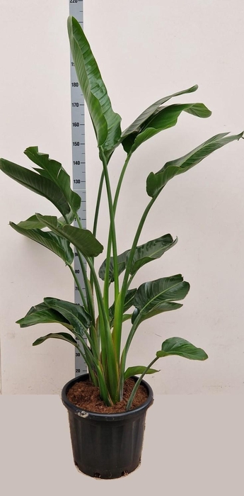 <h4>STRELITZIA NICOLAI</h4>