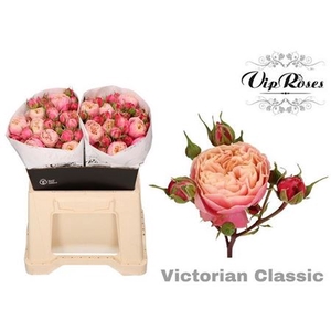 R Tr Victor Classic@