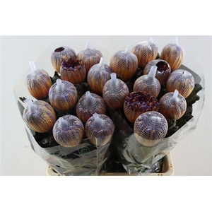 Chr G Kbh Antonov Bonaire