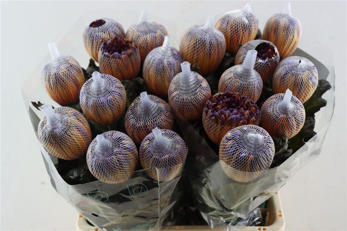 <h4>Chr G Kbh Antonov Bonaire</h4>