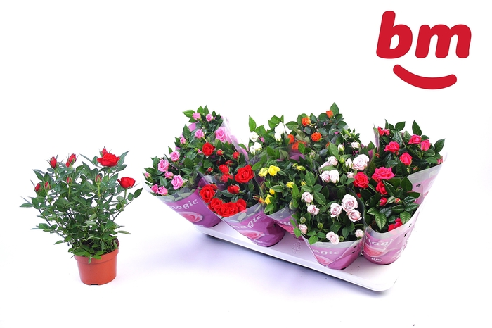 <h4>RO B MONDE GEM 7 SRT</h4>