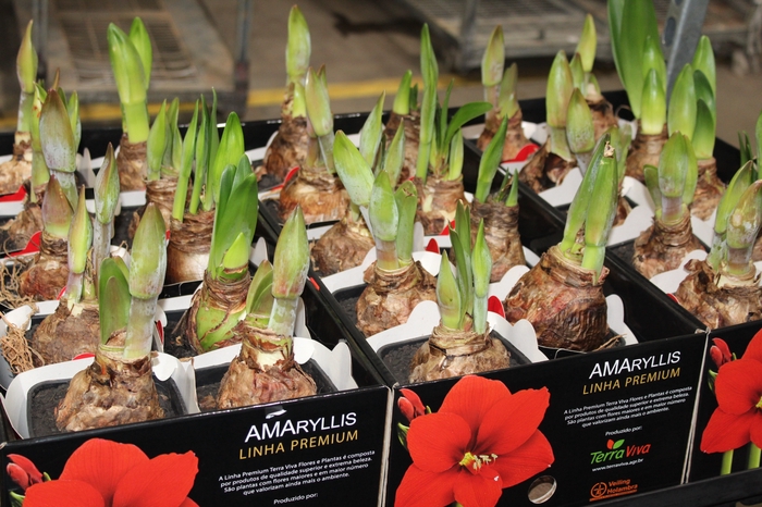 <h4>AMARYLLIS P14 MIN 2 HT</h4>