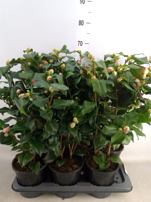 <h4>Camellia japonica 'Dr King'</h4>