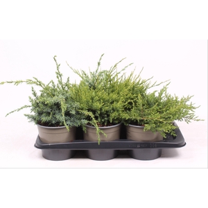 Juniperus gemengde bak