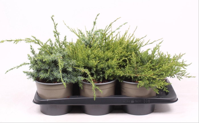 <h4>Juniperus gemengde bak</h4>