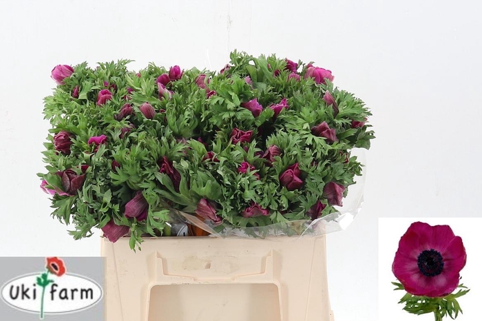 <h4>Anem Gall Purper</h4>