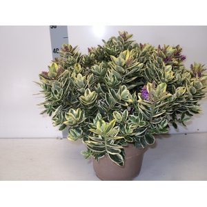 HEBE AND VARIEGATA