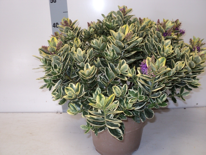<h4>HEBE AND VARIEGATA</h4>