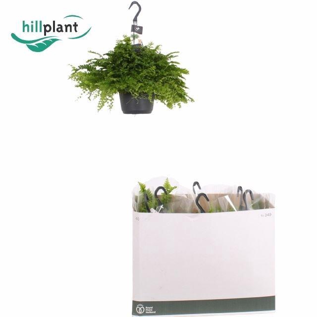 <h4>Nephrolepis exaltata 'Pom Pom'</h4>