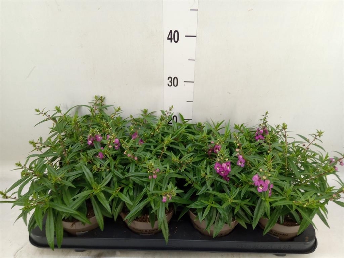<h4>Angelonia  'Serena Purple'</h4>