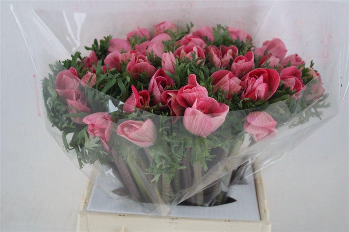 <h4>Anem Mistral Super Shoking Pink</h4>