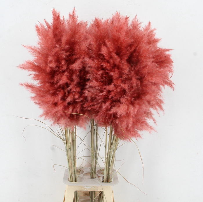 <h4>CORTA SELLOAN KLB H%</h4>