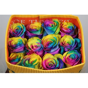 R Gr Rainbow Ec
