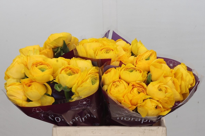 <h4>Ranunculus Elegance Giallo</h4>