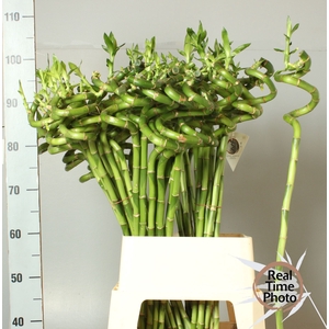 Dracaena Lucky Bamboo