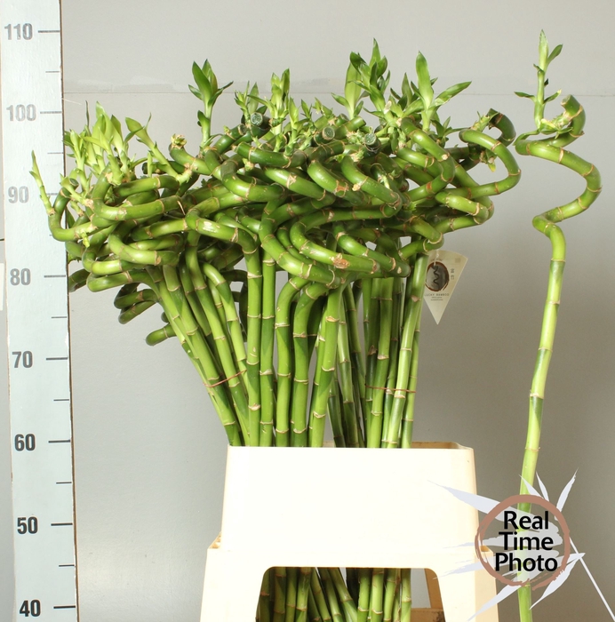 <h4>Dracaena Lucky Bamboo</h4>