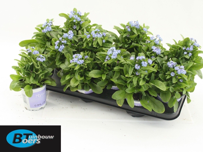 <h4>MYOS SY MON AMIE</h4>