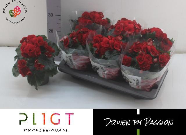 <h4>BEG DU BALADIN</h4>