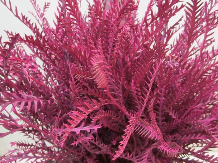 <h4>Ivanhoe Cerise</h4>