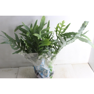 PHLEBODIUM BLUE STAR C21