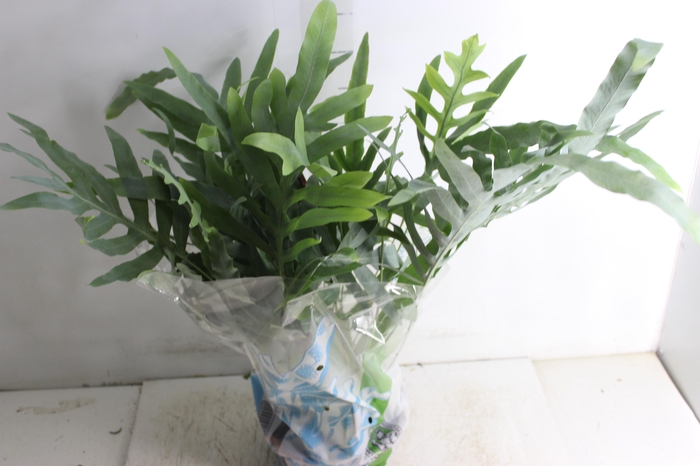 <h4>PHLEBODIUM BLUE STAR C21</h4>