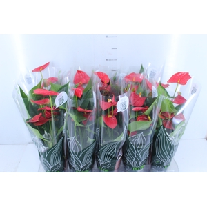 ANTHURIUM P12 VERMELHO